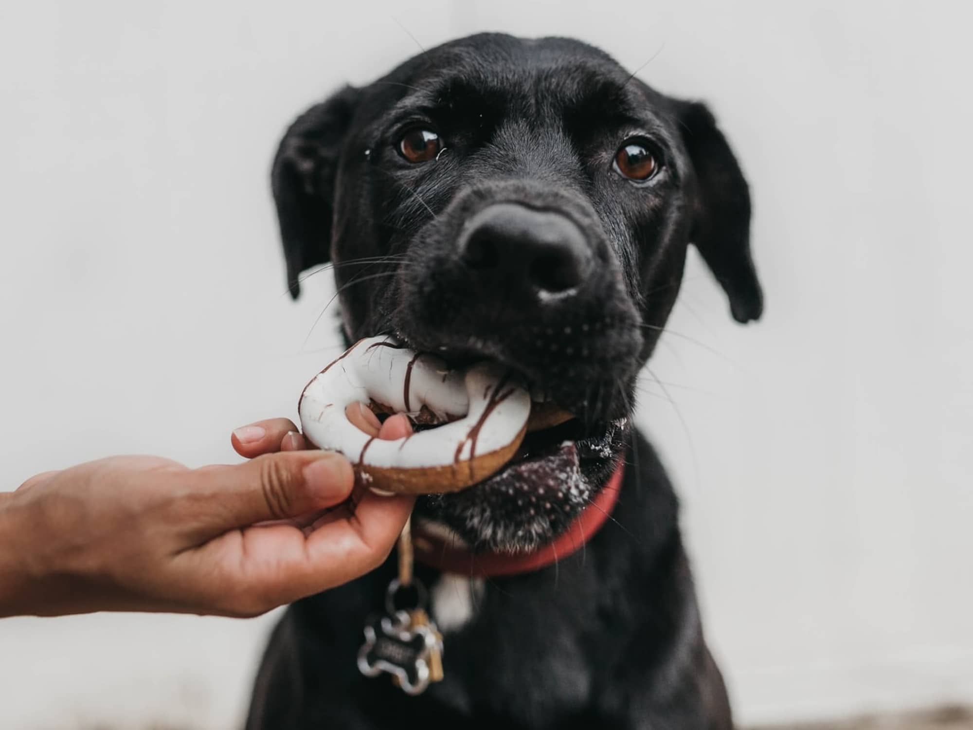 Can dogs eat chicken bones?